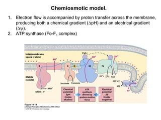 Chemiosmotic model.
1. Electron flow is accompanied by proton transfer across the membrane,
producing both a chemical gradient (∆pH) and an electrical gradient
(∆ψ).
2. ATP synthase (Fo-F1 complex)
 