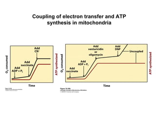 Coupling of electron transfer and ATP
synthesis in mitochondria
 