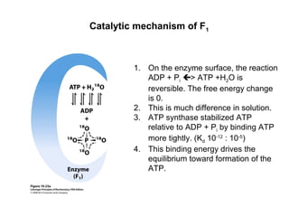 Catalytic mechanism of F1
1. On the enzyme surface, the reaction
ADP + Pi > ATP +H2O is
reversible. The free energy change
is 0.
2. This is much difference in solution.
3. ATP synthase stabilized ATP
relative to ADP + Pi by binding ATP
more tightly. (Kd 10-12
: 10-5
)
4. This binding energy drives the
equilibrium toward formation of the
ATP.
 