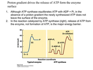 Proton gradient drives the release of ATP form the enzyme
surface
1. Although ATP synthase equilibrates ATP with ADP + Pi, in the
absence of a proton gradient the newly synthesized ATP does not
leave the surface of the enzyme.
2. In the reaction catalyzed by ATP synthase (right), release of ATP from
the enzyme, not formation of ATP, is the major energy barrier.
 