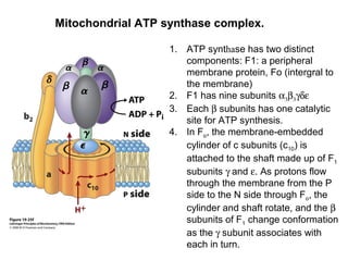 Mitochondrial ATP synthase complex.
1. ATP synthase has two distinct
components: F1: a peripheral
membrane protein, Fo (intergral to
the membrane)
2. F1 has nine subunits α3β3γδε
3. Each β subunits has one catalytic
site for ATP synthesis.
4. In Fo, the membrane-embedded
cylinder of c subunits (c10) is
attached to the shaft made up of F1
subunits γ and ε. As protons flow
through the membrane from the P
side to the N side through Fo, the
cylinder and shaft rotate, and the β
subunits of F1 change conformation
as the γ subunit associates with
each in turn.
 