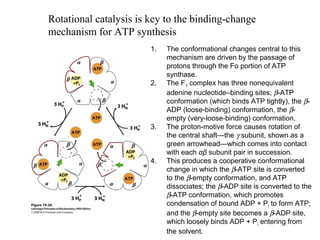 Rotational catalysis is key to the binding-change
mechanism for ATP synthesis
1. The conformational changes central to this
mechanism are driven by the passage of
protons through the Fo portion of ATP
synthase.
2. The F1 complex has three nonequivalent
adenine nucleotide–binding sites; β-ATP
conformation (which binds ATP tightly), the β-
ADP (loose-binding) conformation, the β-
empty (very-loose-binding) conformation.
3. The proton-motive force causes rotation of
the central shaft—the γ subunit, shown as a
green arrowhead—which comes into contact
with each αβ subunit pair in succession.
4. This produces a cooperative conformational
change in which the β-ATP site is converted
to the β-empty conformation, and ATP
dissociates; the β-ADP site is converted to the
β-ATP conformation, which promotes
condensation of bound ADP + Pi to form ATP;
and the β-empty site becomes a β-ADP site,
which loosely binds ADP + Pi entering from
the solvent.
 