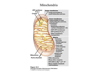Mitochondria
 