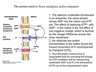 The proton-motive force energizes active transport
1. The adenine nucleotide translocase
is an antiporter; the same protein
moves ADP into the matrix and ATP
out. The effect of replacing ATP4–
with
ADP3–
in the matrix is the net efflux of
one negative charge, which is favored
by the charge difference across the
inner membrane.
2. the relatively low proton
concentration in the matrix favors the
inward movement of H+
accompanied
by transport H2PO4
-
3. Thus the proton-motive force is
responsible both for providing the energy
for ATP synthesis and for transporting
substrates (ADP and Pi) into and product
(ATP) out of the mitochondrial matrix
 