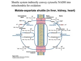 Shuttle system indirectly convey cytosolic NADH into
mitochondria for oxidation
Malate-aspartate shuttle (in liver, kidney, heart)
 