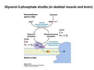 Glycerol-3-phosphate shuttle (in skeletal muscle and brain)
 