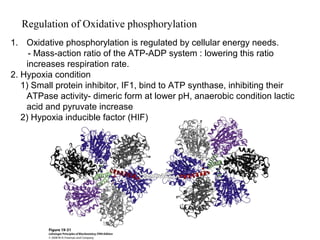 Regulation of Oxidative phosphorylation
1. Oxidative phosphorylation is regulated by cellular energy needs.
- Mass-action ratio of the ATP-ADP system : lowering this ratio
increases respiration rate.
2. Hypoxia condition
1) Small protein inhibitor, IF1, bind to ATP synthase, inhibiting their
ATPase activity- dimeric form at lower pH, anaerobic condition lactic
acid and pyruvate increase
2) Hypoxia inducible factor (HIF)
 