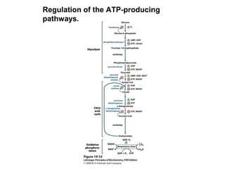 Regulation of the ATP-producing
pathways.
 