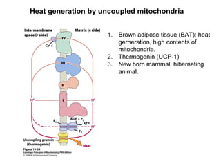 Heat generation by uncoupled mitochondria
1. Brown adipose tissue (BAT): heat
gerneration, high contents of
mitochondria.
2. Thermogenin (UCP-1)
3. New born mammal, hibernating
animal.
 