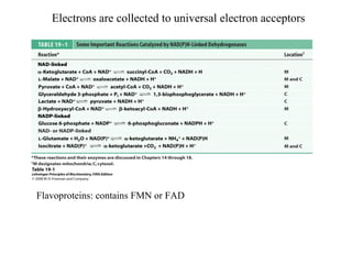 Electrons are collected to universal electron acceptors
Flavoproteins: contains FMN or FAD
 