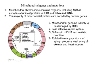 Mitochondrial genes and mutations
1. Mitochondrial chromosome contains 37genes, including 13 that
encode subunits of proteins of ETS and rRNA and tRNA.
2. The majority of mitochondrial proteins are encoded by nuclear genes.
3. Mitochondrial genome is likely to
be damaged by ROS
4. Less effective repair system
5. Defects in mtDNA accumulate
over time
6. Related to many symtoms of
aging , progress weakening of
skeletal and heart muscle.
 