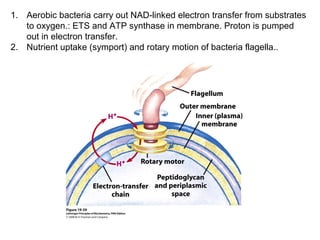 1. Aerobic bacteria carry out NAD-linked electron transfer from substrates
to oxygen.: ETS and ATP synthase in membrane. Proton is pumped
out in electron transfer.
2. Nutrient uptake (symport) and rotary motion of bacteria flagella..
 