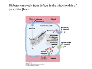 Diabetes can result from defects in the mitochondria of
pancreatic β-cell
 
