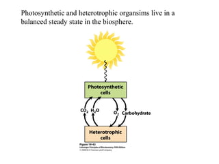 Photosynthetic and heterotrophic organsims live in a
balanced steady state in the biosphere.
 
