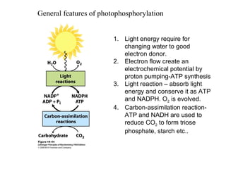 General features of photophosphorylation
1. Light energy require for
changing water to good
electron donor.
2. Electron flow create an
electrochemical potential by
proton pumping-ATP synthesis
3. Light reaction – absorb light
energy and conserve it as ATP
and NADPH. O2 is evolved.
4. Carbon-assimilation reaction-
ATP and NADH are used to
reduce CO2 to form triose
phosphate, starch etc..
 
