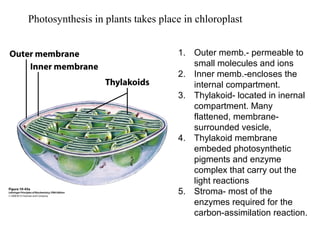 Photosynthesis in plants takes place in chloroplast
1. Outer memb.- permeable to
small molecules and ions
2. Inner memb.-encloses the
internal compartment.
3. Thylakoid- located in inernal
compartment. Many
flattened, membrane-
surrounded vesicle,
4. Thylakoid membrane
embeded photosynthetic
pigments and enzyme
complex that carry out the
light reactions
5. Stroma- most of the
enzymes required for the
carbon-assimilation reaction.
 