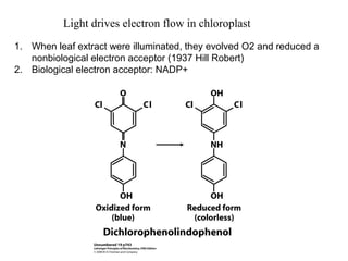 Light drives electron flow in chloroplast
1. When leaf extract were illuminated, they evolved O2 and reduced a
nonbiological electron acceptor (1937 Hill Robert)
2. Biological electron acceptor: NADP+
 