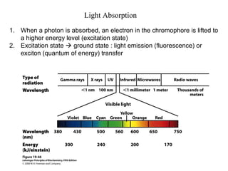 Light Absorption
1. When a photon is absorbed, an electron in the chromophore is lifted to
a higher energy level (excitation state)
2. Excitation state  ground state : light emission (fluorescence) or
exciton (quantum of energy) transfer
 