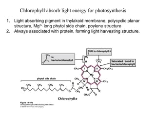 Chlorophyll absorb light energy for photosynthesis
1. Light absorbing pigment in thylakoid membrane, polycyclic planar
structure, Mg2+,
long phytol side chain, poylene structure
2. Always associated with protein, forming light harvesting structure.
 
