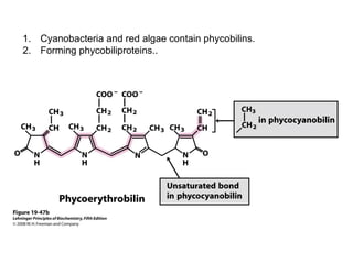 1. Cyanobacteria and red algae contain phycobilins.
2. Forming phycobiliproteins..
 