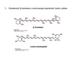 1. Carotenoid: β-carotene; a red-orange isoprenoid, lutein; yellow
 