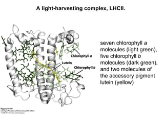 A light-harvesting complex, LHCII.
seven chlorophyll a
molecules (light green),
five chlorophyll b
molecules (dark green),
and two molecules of
the accessory pigment
lutein (yellow)
 