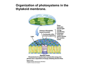 Organization of photosystems in the
thylakoid membrane.
 