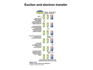 Exciton and electron transfer
 
