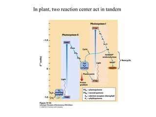 In plant, two reaction center act in tandem
 