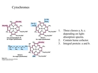 Cytochromes
1. Three classes a, b, c.
depending on light-
absorption spectra.
2. Contain heme cofactor.
3. Integral protein: a and b.
 