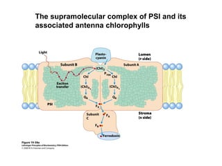 The supramolecular complex of PSI and its
associated antenna chlorophylls
 