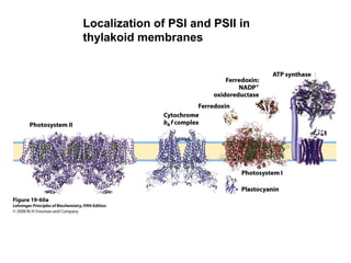 Localization of PSI and PSII in
thylakoid membranes
 