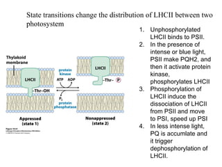 State transitions change the distribution of LHCII between two
photosystem
1. Unphosphorylated
LHCII binds to PSII.
2. In the presence of
intense or blue light,
PSII make PQH2, and
then it activate protein
kinase,
phosphorylates LHCII
3. Phosphorylation of
LHCII induce the
dissociation of LHCII
from PSII and move
to PSI, speed up PSI
4. In less intense light,
PQ is accumlate and
it trigger
dephosphorylation of
LHCII.
 