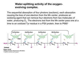 Water-splitting activity of the oxygen-
evolving complex.
The sequential absorption of four photons (excitons), each absorption
causing the loss of one electron from the Mn center, produces an
oxidizing agent that can remove four electrons from two molecules of
water, producing O2. The electrons lost from the Mn center pass one at a
time to an oxidized Tyr residue in a PSII protein, then to P680+
 