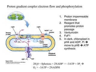 Proton gradient couples electron flow and phosphorylation
1. Proton impermeable
membrane
2. Reagent that
promotes proton
passage
3. Venturicidin
4. FoF1
5. In dark, chloroplast in
pH4 and ADP, Pi 
move to pH8  ATP
synthesis
2H20 + 8photons + 2NADP+
+ ~3ATP + 3Pi 
O2 + ~3ATP + 2NADPH
 