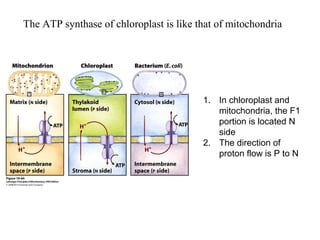 The ATP synthase of chloroplast is like that of mitochondria
1. In chloroplast and
mitochondria, the F1
portion is located N
side
2. The direction of
proton flow is P to N
 