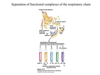 Separation of functional complexes of the respiratory chain
 