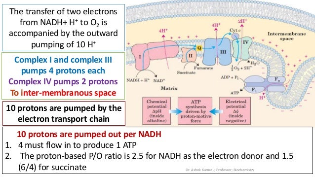 Oxidative phosphorylation by Dr. Ashok KUmar J