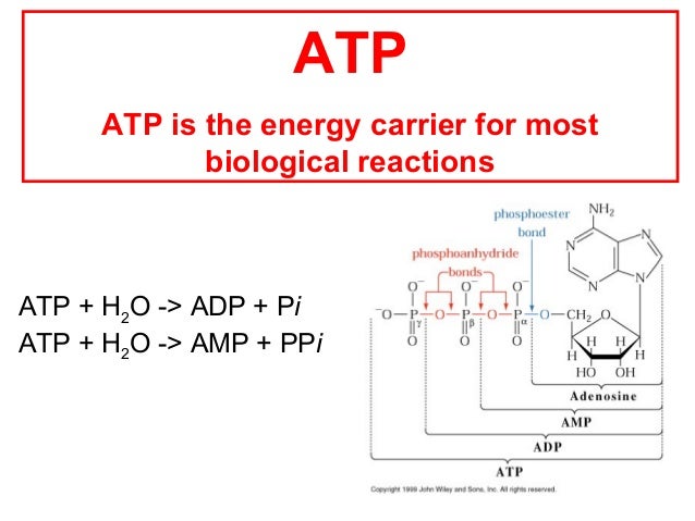Atp H2o Adp Pi Energy