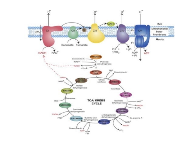 Oxidative phosphorylation for medical school