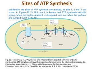 Sites of ATP Synthesis
raditionally, the sites of ATP synthesis are marked, as site 1, 2 and 3, as
shown in Figure 20.13. But now it is known that ATP synthesis actually
occurs when the proton gradient is dissipated, and not when the protons
are pumped out (Fig. 20.15).
Fig. 20.15: Summary of ATP synthesis. One mitochondrion is depicted, with inner and outer
memberanes. ETC complexes will push hydrogen ions from matrix into the intermembrane space. So,
intermediate space has more H+ (highly acidic) than matrix. So, hydrogen ions tend
to leak into matrix through Fo. Then ATPs are synthesized. I, II, III, IV = components of ETC
 