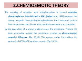 2.CHEMIOSMOTIC THEORY
The coupling of oxidation with phosphorylation is termed oxidative
phosphorylation. Peter Mitchell in 1961 (Nobel prize, 1978) proposed this
theory to explain the oxidative phosphorylation. The transport of protons
from inside to outside of inner mitochondrial membrane is accompanied
by the generation of a proton gradient across the membrane. Protons (H+
ions) accumulate outside the membrane, creating an electrochemical
potential difference (Fig. 20.15). This proton motive force drives the
synthesis of ATP by ATP synthase complex (Fig. 20.14).
 