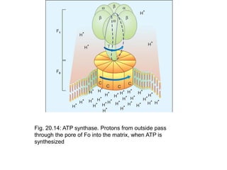 Fig. 20.14: ATP synthase. Protons from outside pass
through the pore of Fo into the matrix, when ATP is
synthesized
 