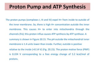 Proton Pump and ATP Synthesis
The proton pumps (complexes I, III and IV) expel H+ from inside to outside of
the inner membrane. So, there is high H+ concentration outside the inner
membrane. This causes H+ to enter into mitochondria through the
channels (Fo); this proton influx causes ATP synthesis by ATP synthase. A
summary is shown in Figure 20.15. The pH outside the mitochondrial inner
membrane is 1.4 units lower than inside. Further, outside is positive
relative to the inside (+0.14 V) (Fig. 20.15). The proton motive force (PMF)
is 0.224 V corresponding to a free energy change of 5.2 kcal/mol of
protons.
 