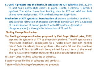 F1 Unit: It projects into the matrix. It catalyzes the ATP synthesis (Fig. 20.14).
F1 unit has 9 polypeptide chains, (3 alpha, 3 beta, 1 gamma, 1 sigma, 1
epsilon). The alpha chains have binding sites for ATP and ADP and beta
chains have catalytic sites. ATP synthesis requires Mg++ ions.
Mechanism of ATP synthesis: Translocation of protons carried out by the Fo
catalyzes the formation of phospho-anhydride bond of ATP by F1. Coupling
of the dissipation of proton gradient with ATP synthesis (oxidative
phosphorylation) is through the interaction of F1 and Fo.
Binding Change Mechanism
The binding change mechanism proposed by Paul Boyer (Nobel prize, 1997)
explains the synthesis of ATP by the proton gradient. The ATP synthase is a
“molecular machine”, comparable to a “water-driven hammer, minting
coins”. Fo is the wheel; flow of protons is the water fall and the structural
changes in F1 lead to ATP coin being minted for each turn of the wheel.
The F1 has 3 conformation states for the alpha-beta functional unit:
O state—Does not bind substrate or products
L state—Loose binding of substrate and products
T state—Tight binding of substrate and products
 