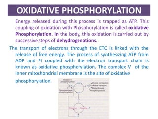 OXIDATIVE PHOSPHORYLATION
Energy released during this process is trapped as ATP. This
coupling of oxidation with Phosphorylation is called oxidative
Phosphorylation. In the body, this oxidation is carried out by
successive steps of dehydrogenations.
The transport of electrons through the ETC is linked with the
release of free energy. The process of synthesizing ATP from
ADP and Pi coupled with the electron transport chain is
known as oxidative phosphorylation. The complex V of the
inner mitochondrial membrane is the site of oxidative
phosphorylation.
 