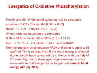 Energetics of Oxidative Phosphorylation
The E0 ‫׳‬and G0 ‫׳‬of biological oxidation may be calculated
as follows: ½ O2 + 2H+ → H2O (E‫׳‬ 0 = + 0.82)
NAD+ + H+ + 2e → NADH (E‫׳‬ 0 = – 0.32)
When these two equations are computed;
½ O2 + NADH + H+ → H2O + NAD+ (E‫׳‬ 0 = 1.14 V)
ΔG0 ‫׳‬
=
– nF E‫׳‬ 0 = –2 × 23.06 × 1.14 = –52.6 kcal/mol
The free energy change between NAD+ and water is equal to 53
kcal/mol. This is so great that, if this much energy is released
at one stretch, body cannot utilize it. Hence, with the help of
ETC assembly, the total energy change is released in small
increments so that energy can be trapped as chemical bond
energy, ATP (Fig.20.2).
 