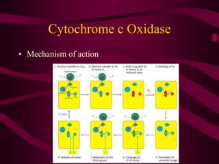 oxidative_phosporylation.ppt