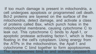 If too much damage is present in mitochondria, a
cell undergoes apoptosis or programmed cell death.
Bcl-2 proteins are layered on the surface of the
mitochondria, detect damage, and activate a class
of proteins called Bax, which punch holes in the
mitochondrial membrane, causing cytochrome C to
leak out. This cytochrome C binds to Apaf-1, or
apoptotic protease activating factor-1, which is free-
floating in the cell's cytoplasm. Using energy from
the ATPs in the mitochondrion, the Apaf-1 and
cytochrome C bind together to form apoptosomes.
The apoptosomes bind to and activate caspase-9,
 