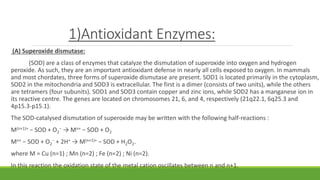1)Antioxidant Enzymes:
(A) Superoxide dismutase:
(SOD) are a class of enzymes that catalyze the dismutation of superoxide into oxygen and hydrogen
peroxide. As such, they are an important antioxidant defense in nearly all cells exposed to oxygen. In mammals
and most chordates, three forms of superoxide dismutase are present. SOD1 is located primarily in the cytoplasm,
SOD2 in the mitochondria and SOD3 is extracellular. The first is a dimer (consists of two units), while the others
are tetramers (four subunits). SOD1 and SOD3 contain copper and zinc ions, while SOD2 has a manganese ion in
its reactive centre. The genes are located on chromosomes 21, 6, and 4, respectively (21q22.1, 6q25.3 and
4p15.3-p15.1).
The SOD-catalysed dismutation of superoxide may be written with the following half-reactions :
M(n+1)+ − SOD + O2
− → Mn+ − SOD + O2
Mn+ − SOD + O2
− + 2H+ → M(n+1)+ − SOD + H2O2.
where M = Cu (n=1) ; Mn (n=2) ; Fe (n=2) ; Ni (n=2).
In this reaction the oxidation state of the metal cation oscillates between n and n+1.
 
